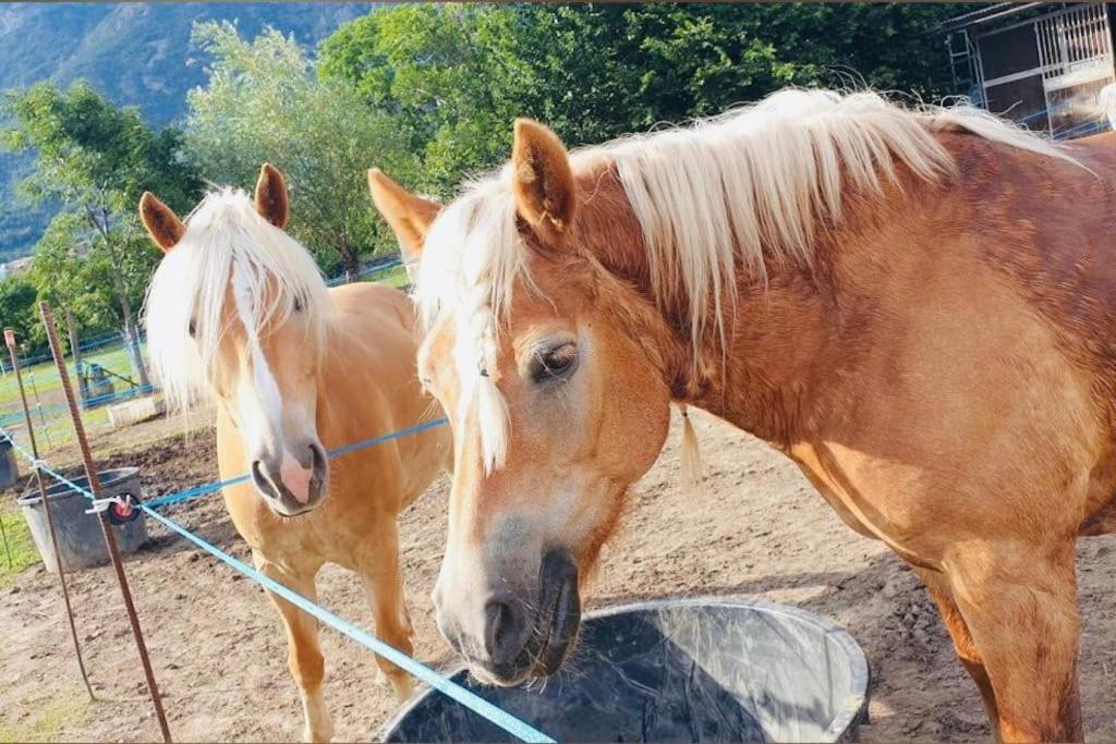 Relax Home,Nel Cuore Della Valle D'Aosta Montjovet Bagian luar foto